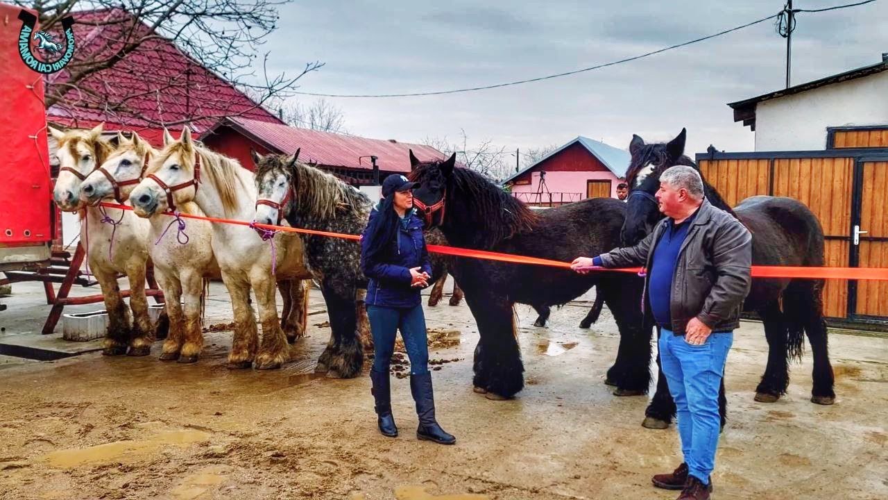 POVESTEA CAILOR DOMNULUI CARNU DE LA BIHOR 2024 NOU! @PromovariCaiRomania #alexandradelahidalgo