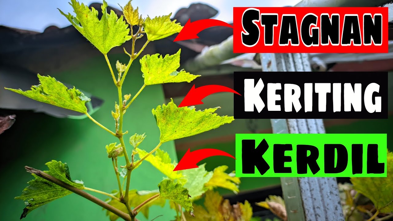 CARA MUDAH MENGATASI POHON ANGGUR YANG STAGNAN, KERITING DAUN DAN KERDIL‼️🍇
