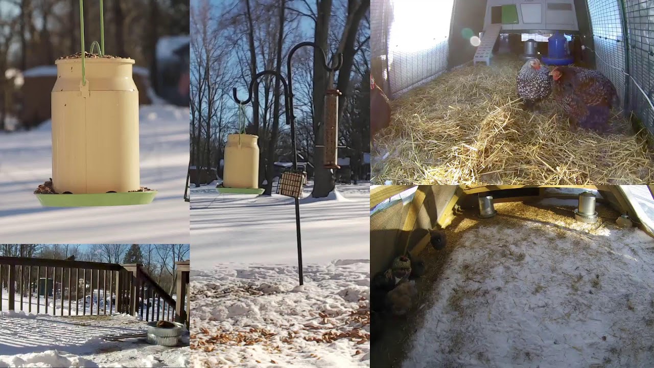 Backyard Birdfeeder & Chicken Coop Cam 🔴 Winter's Field and Flock Live Stream