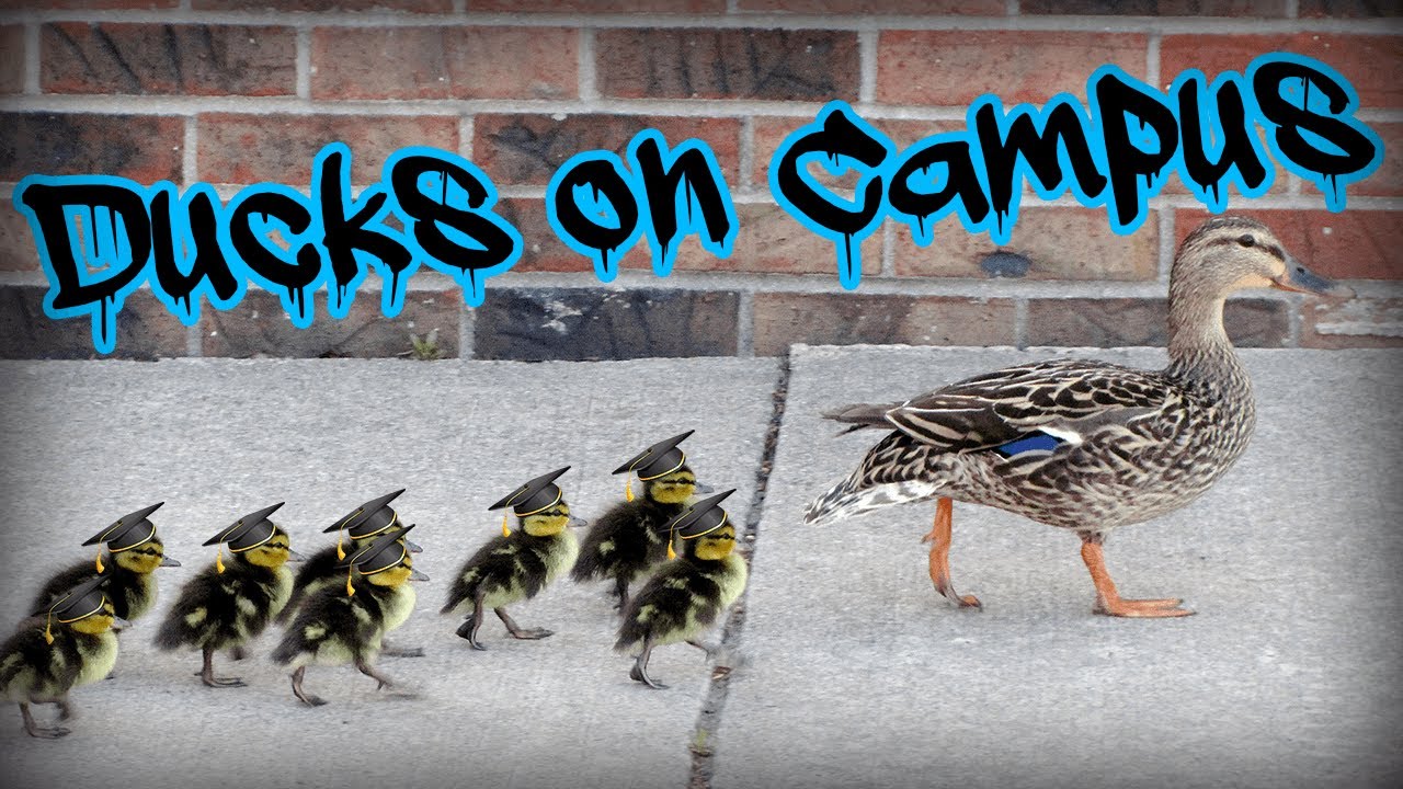 Saving Ducks at King's University College