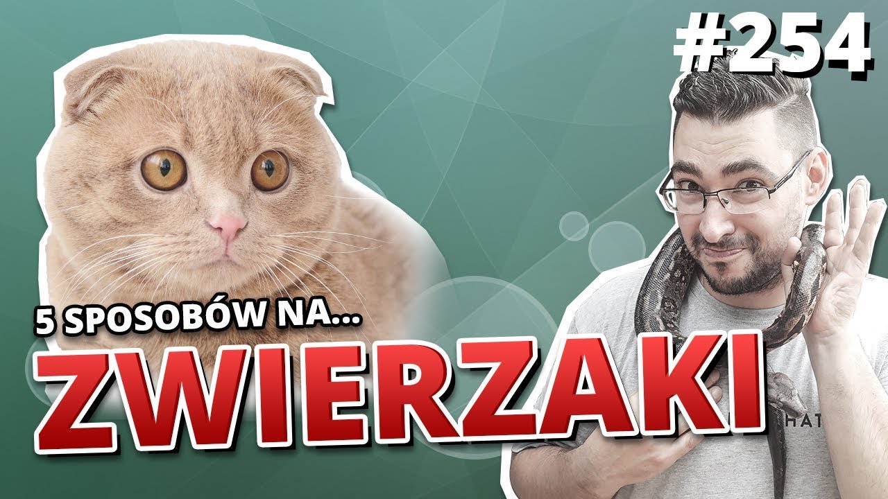 5 sposobów na... GADŻETY DLA ZWIERZĄT