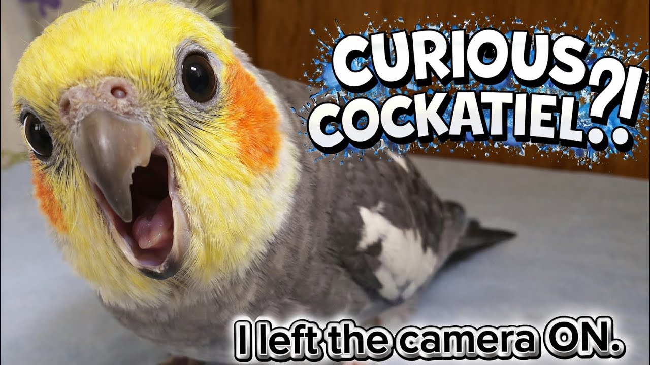 I left the camera on to find out what’s cockatiel doing.