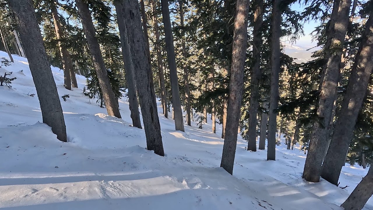 Tree Refills | Arizona Snowbowl Dec 4 2025