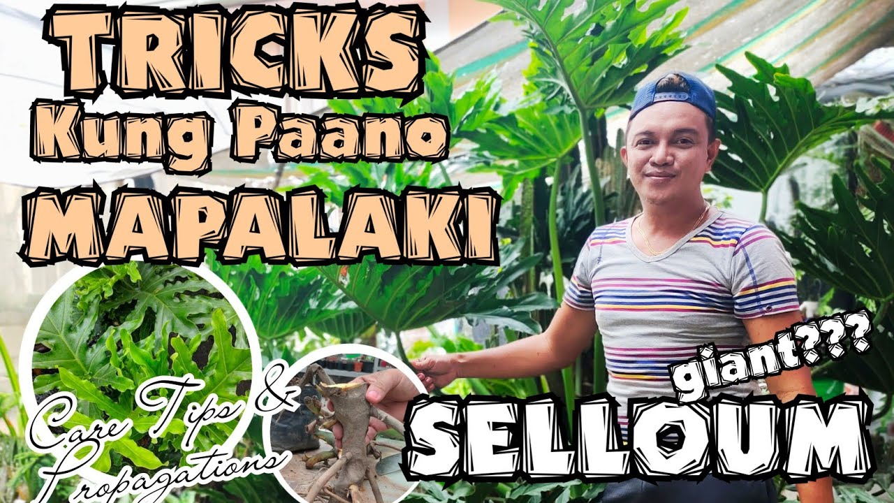 TRICKS ON GROWING GIANT SELLOUM PLANTS /PLANT CARE TIPS & PROPAGATIONS