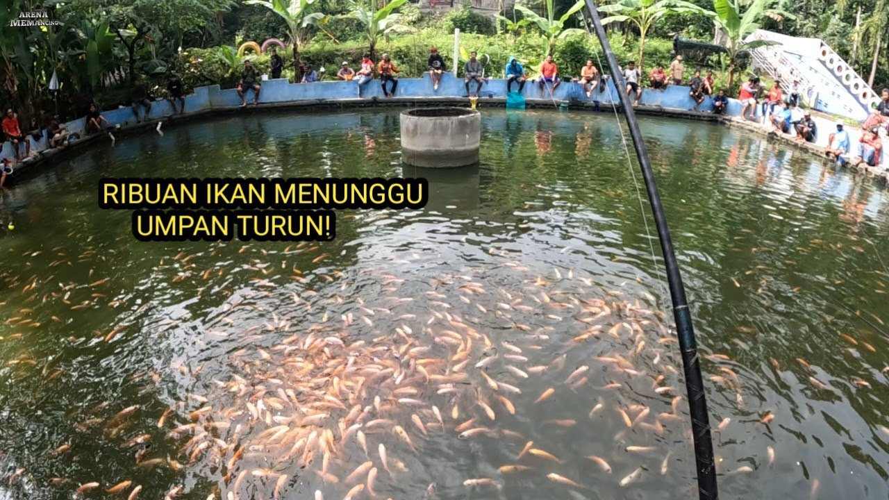IKANYA SAMPAI PADA NGANTRI,, KESERUAN MANCING BORONGAN NILA 7,5 JUTA