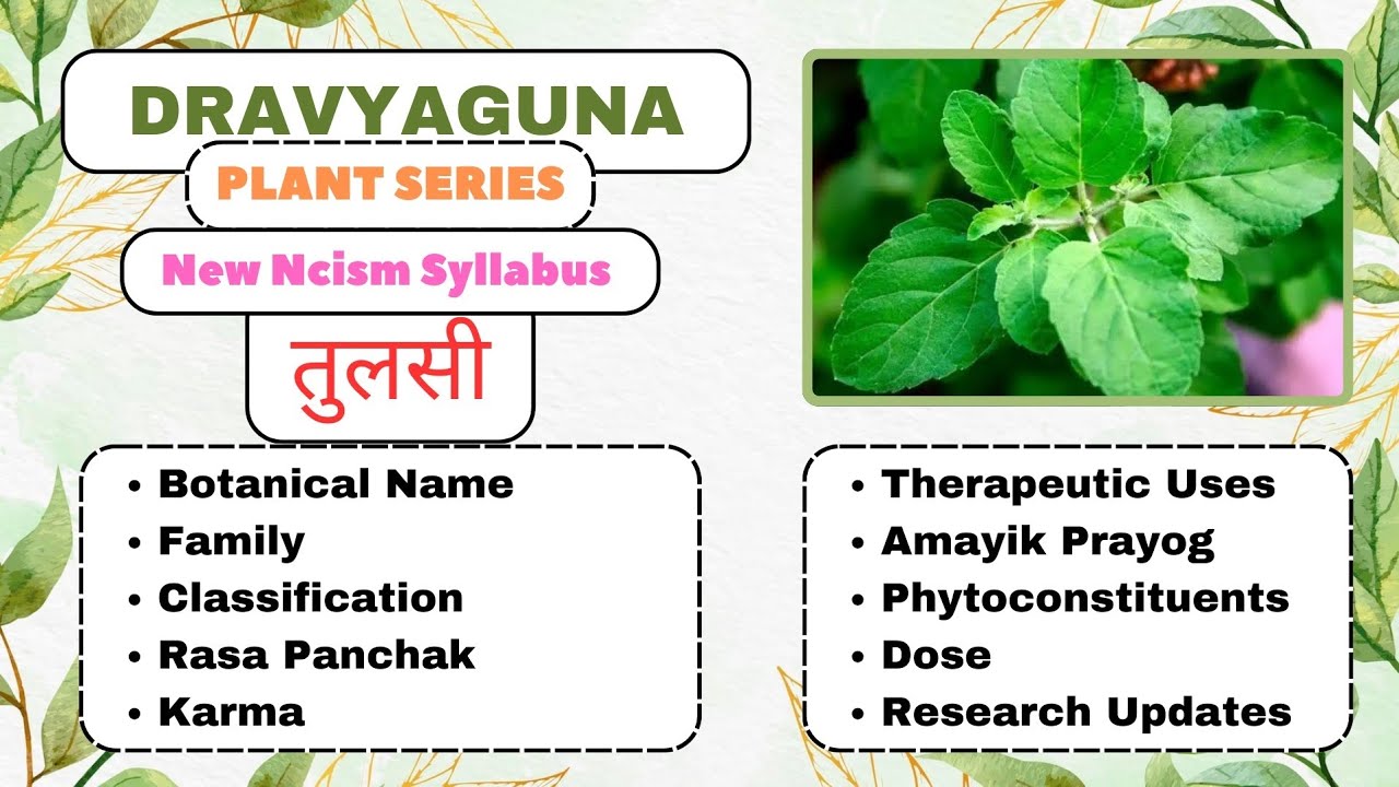 Tulsi - Dravyaguna Plants Series |#bams2ndyear#dravyaguna #plants #bamsnotes #notes#bams#ayurveda