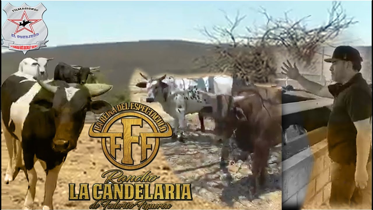 CONOCE!!EL PROCESO PARA LLEVAR A GRANDES LIGAS UN TORO DE REPARO!! RANCHO LA CANDELARIA 2020