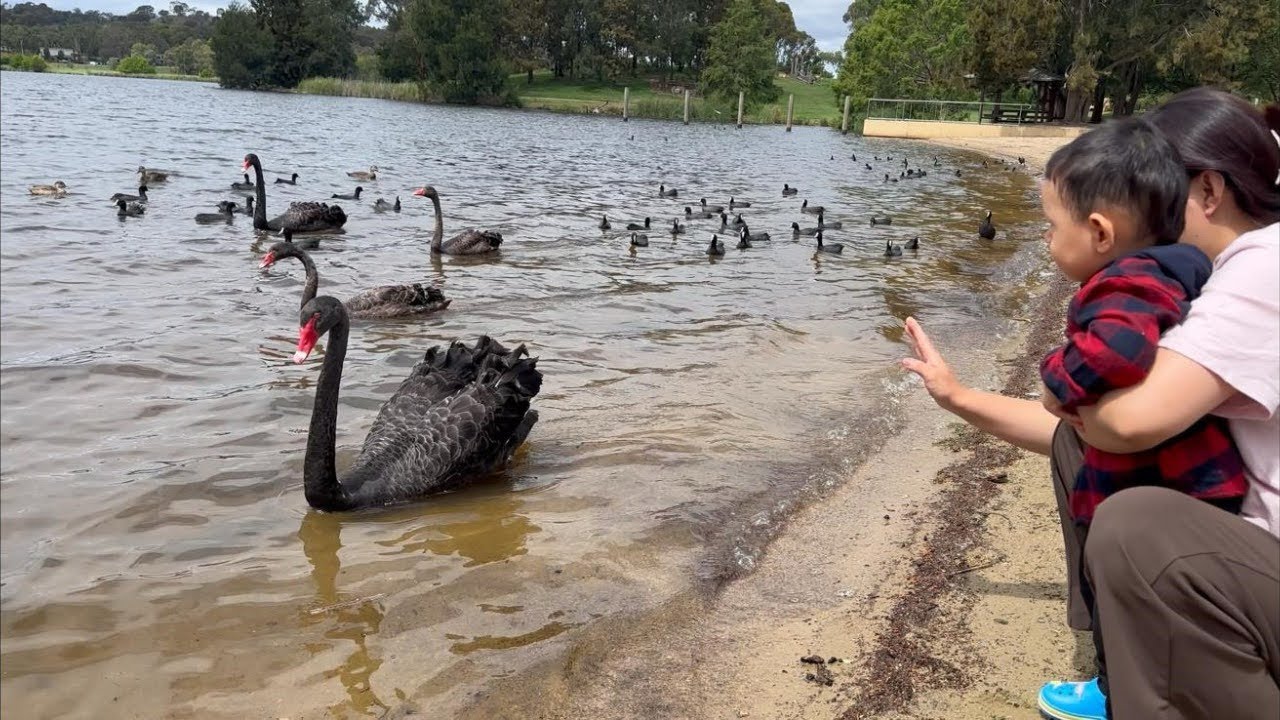 🇧🇹 Going to Mini Beach for Mini Human | Black Swan | Playing Seesaw & many more 🇧🇹