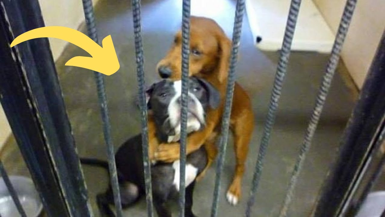 Heartbreaking Photo Of Hugging Dogs Begging To Be Saved Makes Woman To Take A Surprising Decision