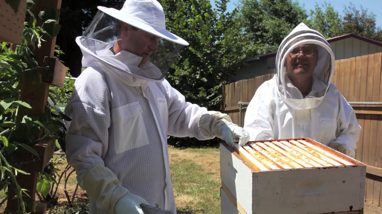 How to buy the right Beekeeping Suit or Jacket