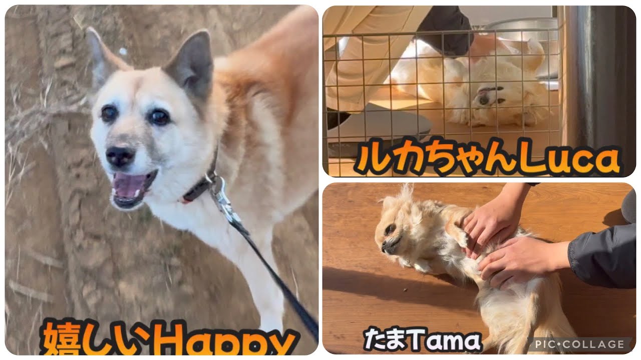 260122 ルカたまを捏ねるknead LucaTama 繋がれて嬉しいリーHappy connected Lee