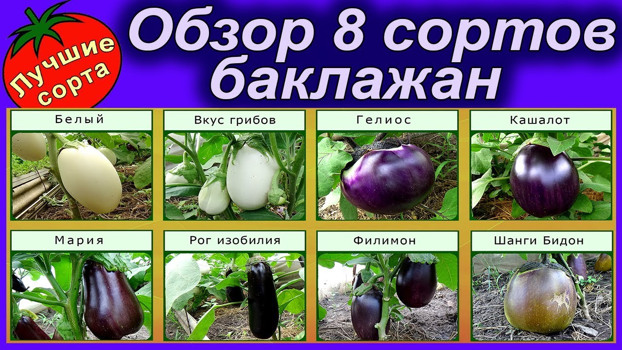 ОБЗОР 8 СОРТОВ БАКЛАЖАН (лучшие сорта баклажан)