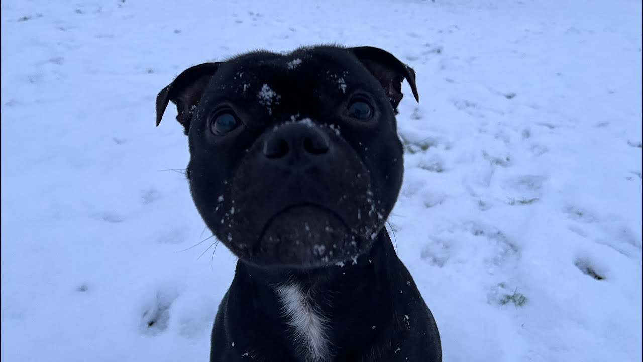Odin the snow dog