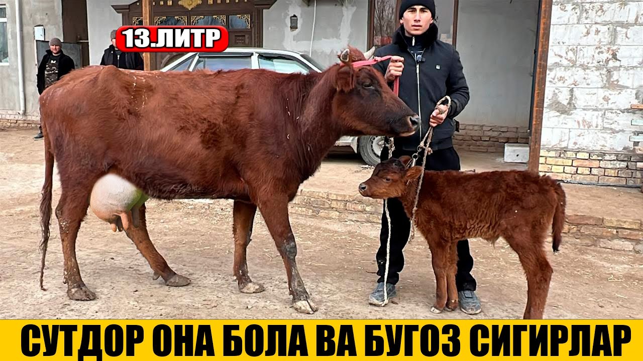 СУТДОР ОНА БОЛА ВА БУГОЗ СИГИРЛАР АРЗОН НАРХДА 19-01-2026