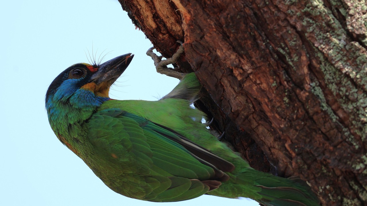 五色鳥啄樹洞築巢 Taiwan Barbet Pecks Tree Hole to Nest