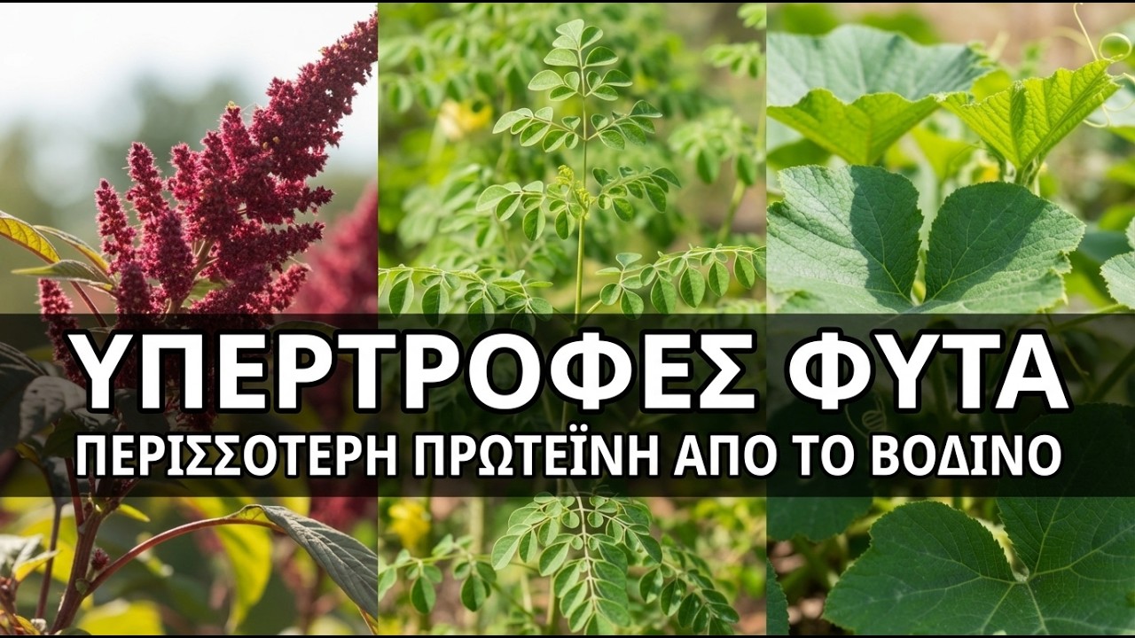 15 υπερτροφές φυτικής προέλευσης με περισσότερη πρωτεΐνη από το μοσχάρι