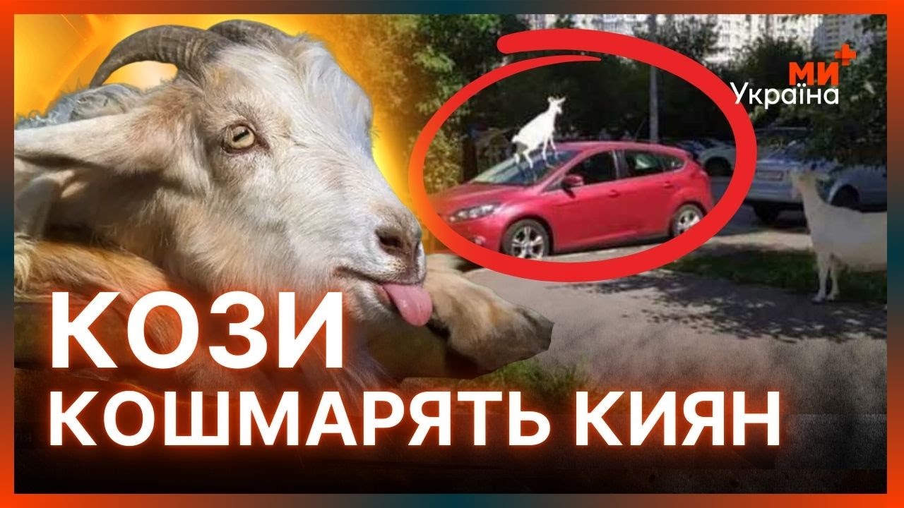ГЛЯНЬТЕ ЩО ВОНИ ВИТВОРЯЮТЬ. Козиний скандал В КИЄВІ! Мешканці будинку НЕ ЗНАЮТЬ КУДИ ЗВЕРТАТИСЬ