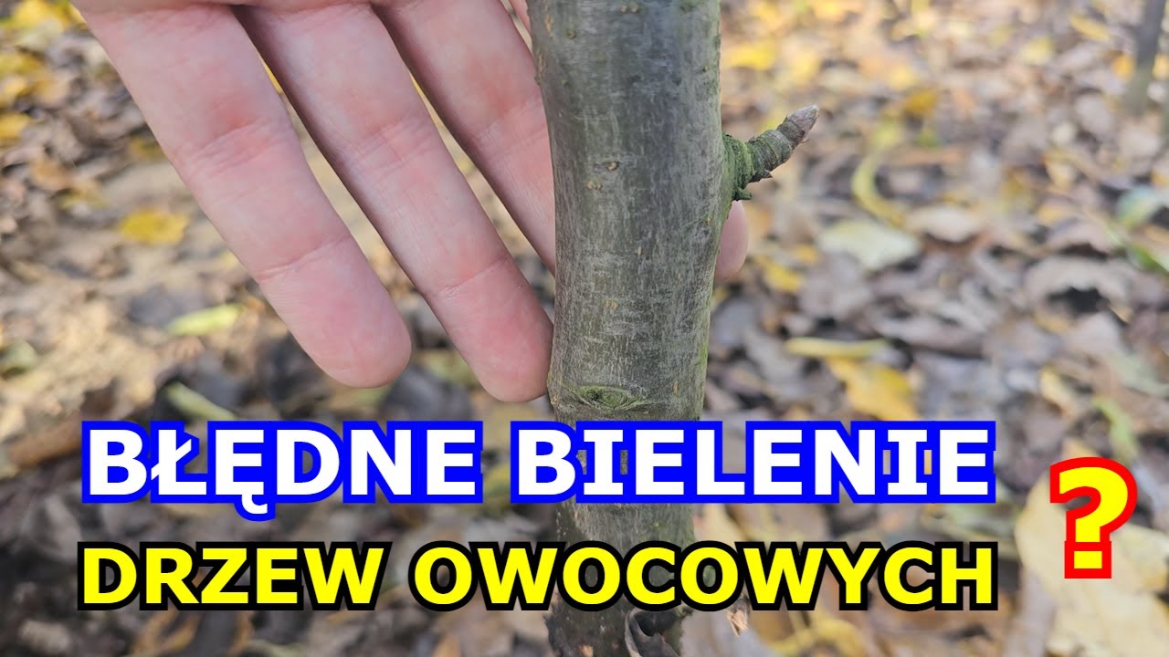 BŁĘDNE Bielenie Drzew Owocowych ? Kiedy Bielić Drzewa Owocowe Jesienią, Zimą. Czy Bielenie coś daje.