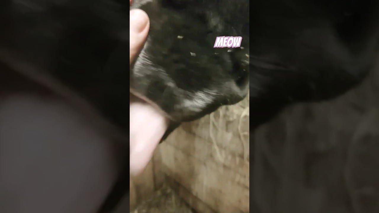 #horse