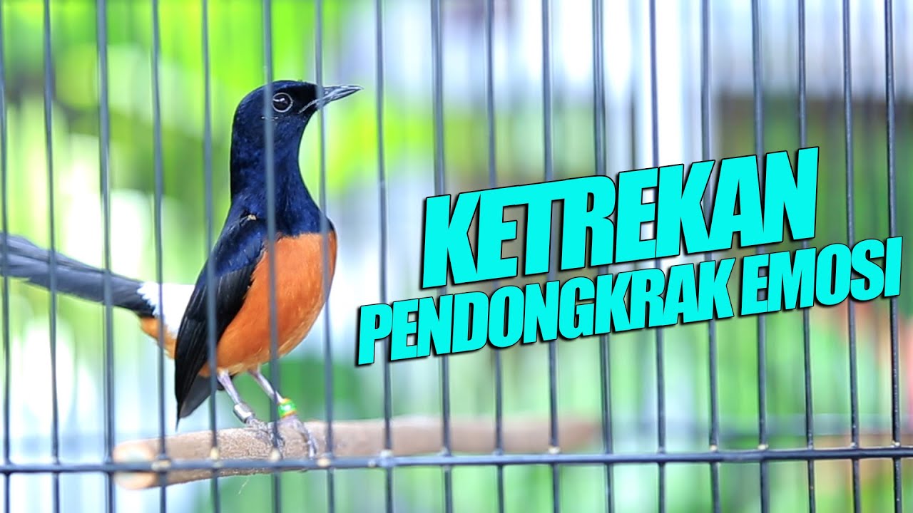 Murai Fighter KETREKAN pendongkrak EMOSI   | shama bird