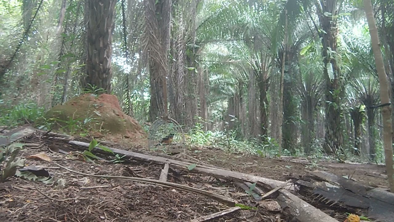 #muraibatukepalaputih mikat murai batu muda diladang sawit #Otai06