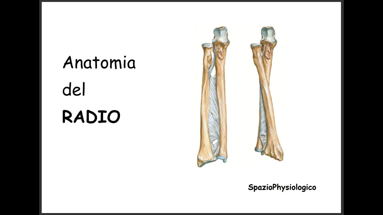 Anatomia del Radio (Scheletro Appendicolare)