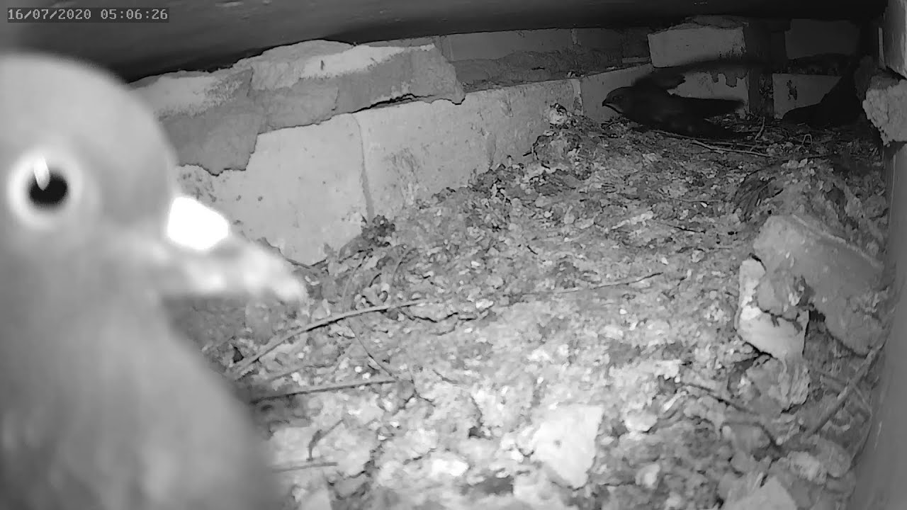 Голуби провоцировали стрижа больше часа - Pigeons provoked the swift for more than an hour