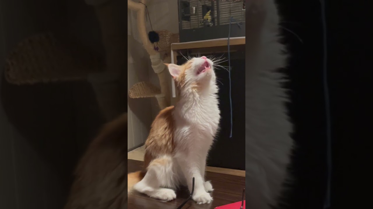 She&lsquo;s a Kitty Queen #catsong #sunoai #kitten #cat #myvocals #viral #cute #redcat #mainecoon