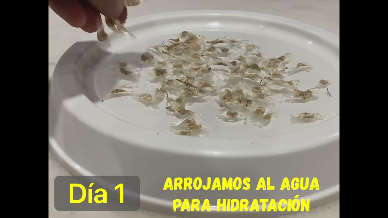 C&oacute;mo germinar semillas de Lapacho