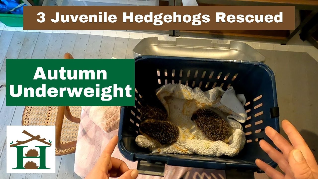 3 Juvenile Hedgehogs Rescued from Baldock Autumn Underweight - Hornbeam Wood Hedgehog Sanctuary