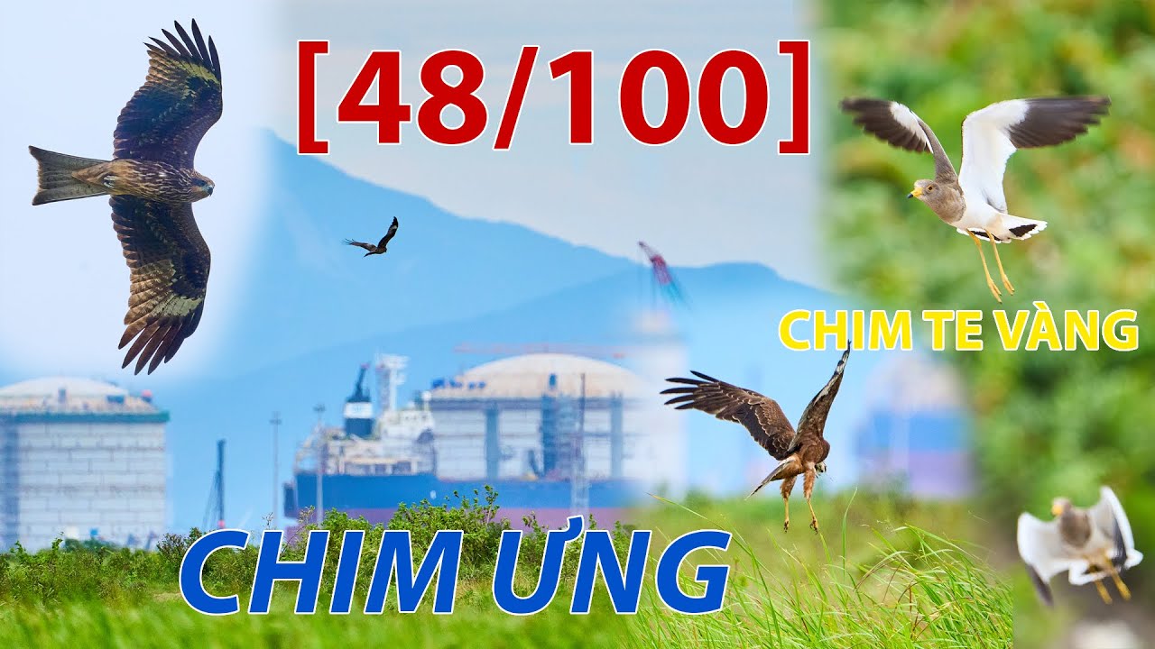 BIRD[48/100] Chụp chim trong thời tiết gió mùa, lần đầu gặp chim Te Vàng