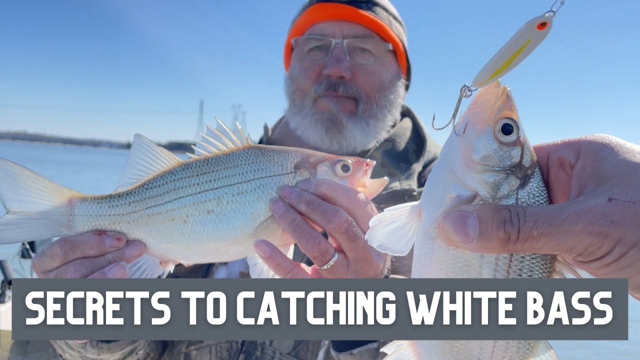 How to catch white bass