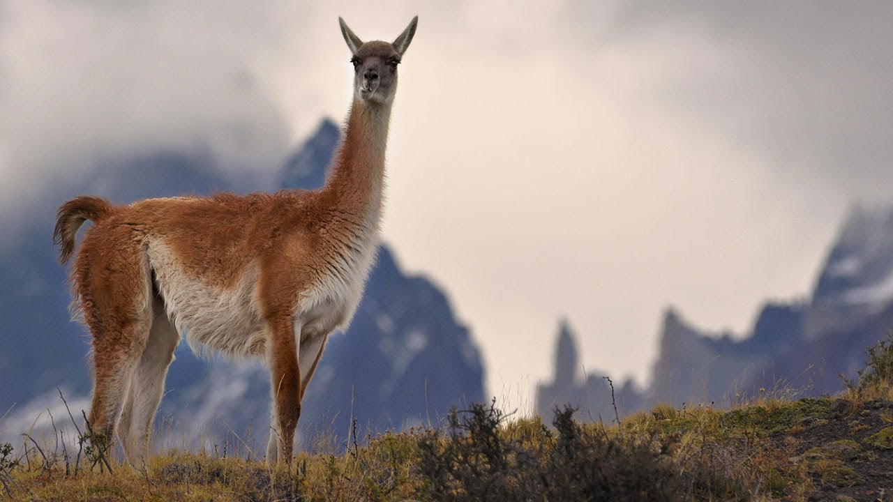 Turisti per Caso: Patagonia - Il Mondo alla fine del mondo (Prima parte)