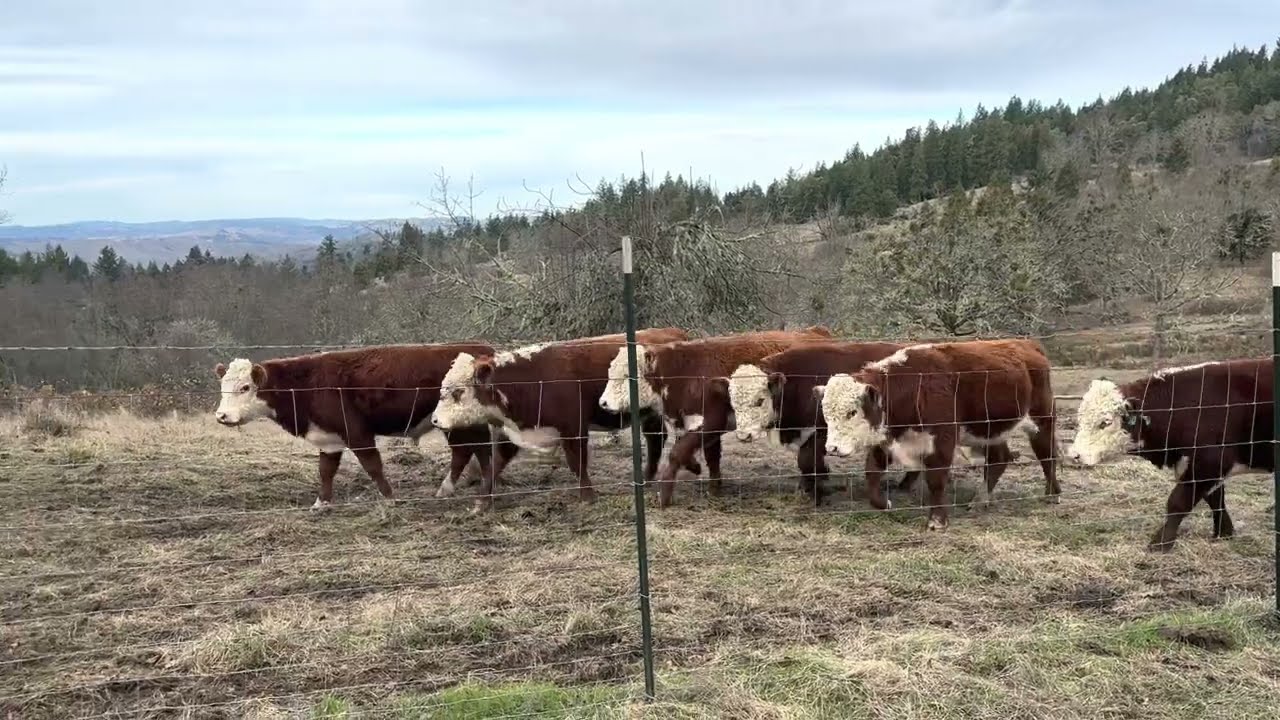 Polled Hereford Bulls - 2023 Preview