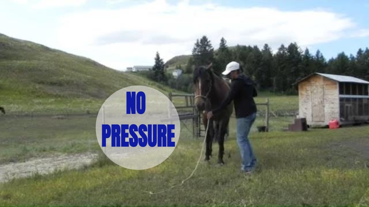 HOW TO TEACH A HORSE TO BACK UP(SUPER LIGHT)