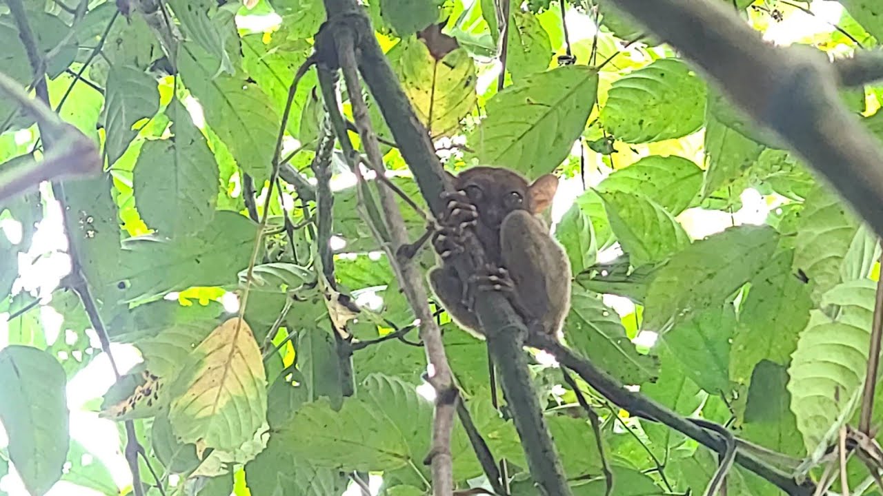 Tarsier Sanctuary - Bohol Philippines 2023