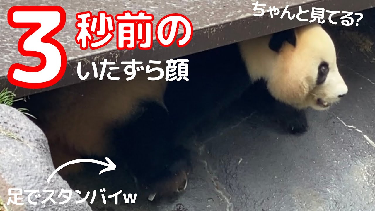 結浜の大暴走がヤバい😂お水抜いてクッション持って大暴れ🎀🐼アドベンチャーワールド パンダ giantpanda