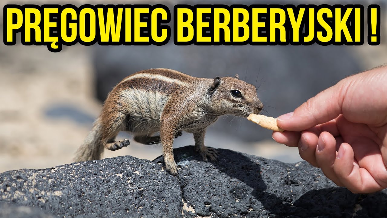 FUERTEVENTURA W JEDEN DZIEŃ