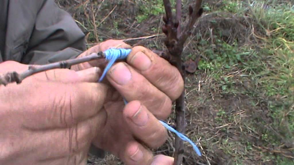 Injerto de cerezo a pua en cerezo bravo