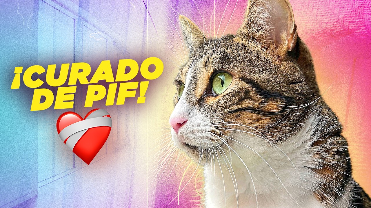 ¡POR FIN! Alcachofo está CURADO de PIF 💛 El vídeo que llevábamos meses esperando