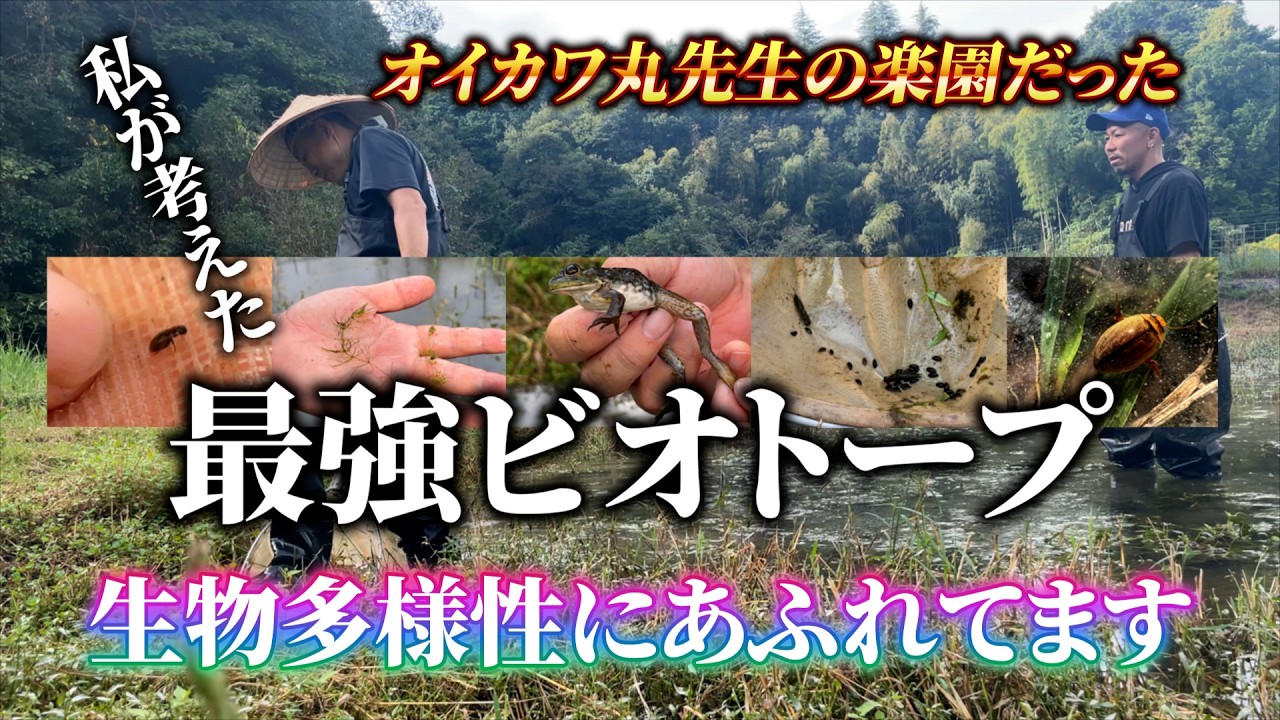 【生き物0から億へ】オイカワ丸（中島淳）先生が来園！ビオトープ全池の生き物・植物調査＆解説｜その弐