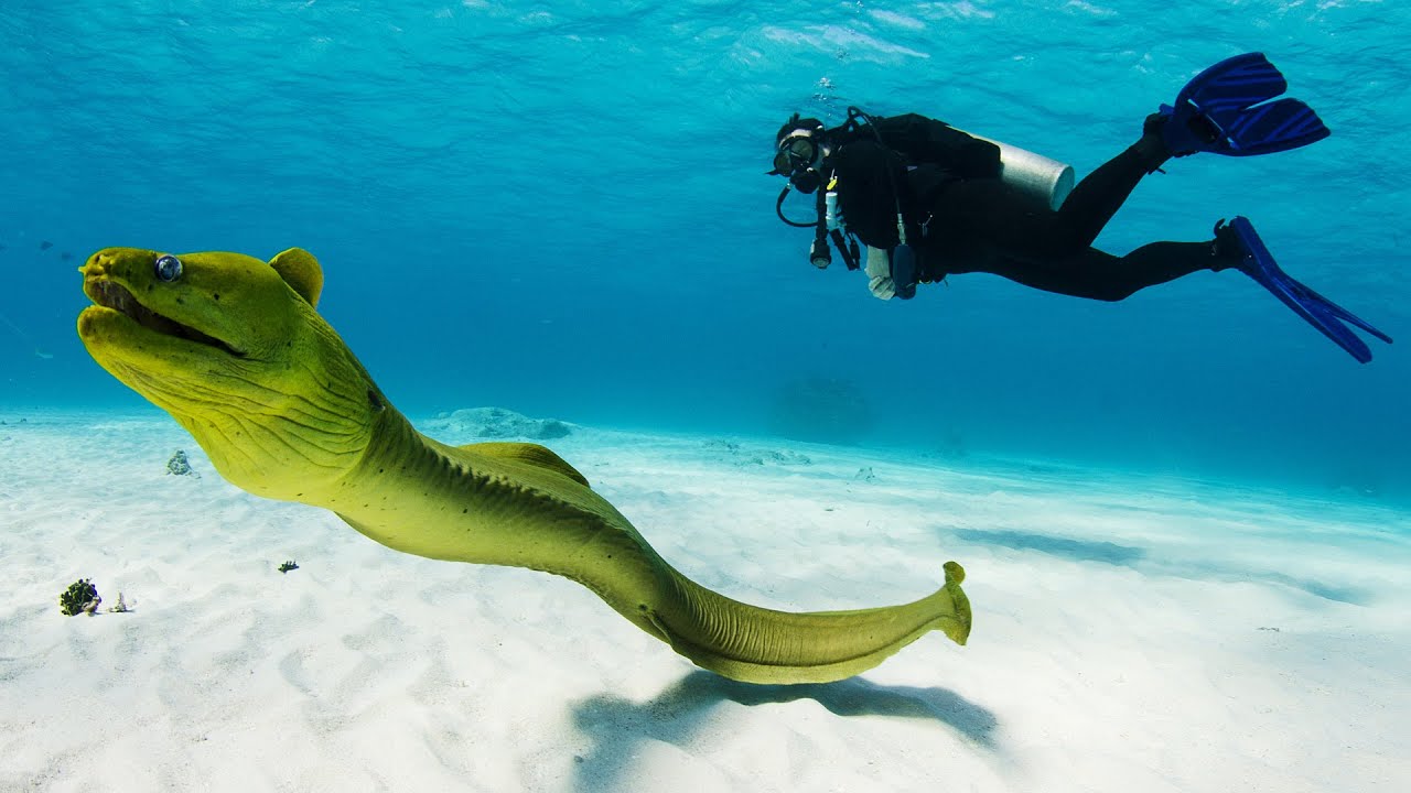 Why Nobody Knows How Eels Reproduce