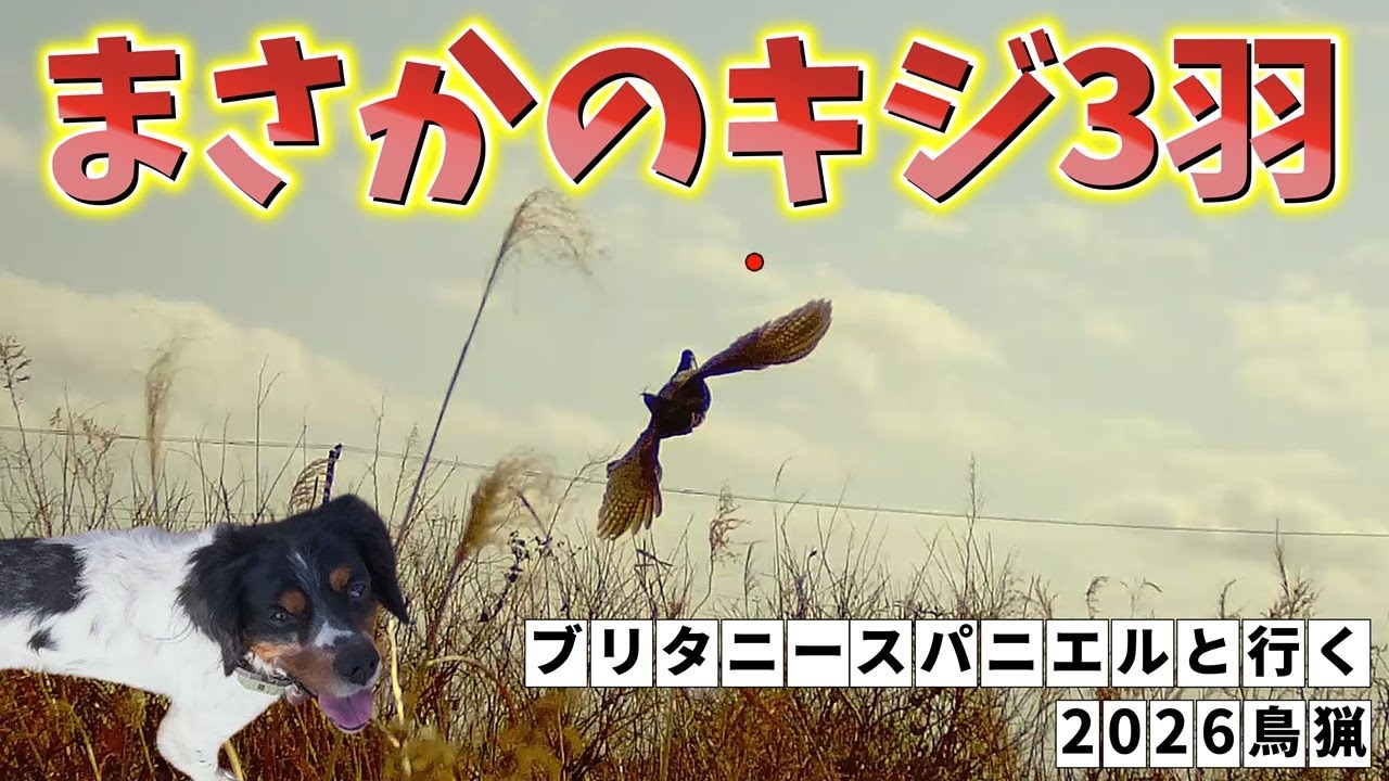 【狩猟】1日でキジ3羽と遭遇！いよいよだいふく覚醒！！