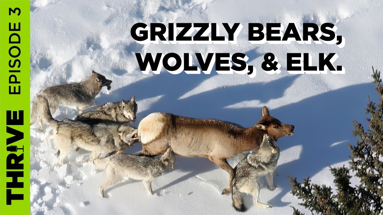 EP. 3 GRIZZLY BEARS, WOLVES, AND ELK TAG STRATEGIES.