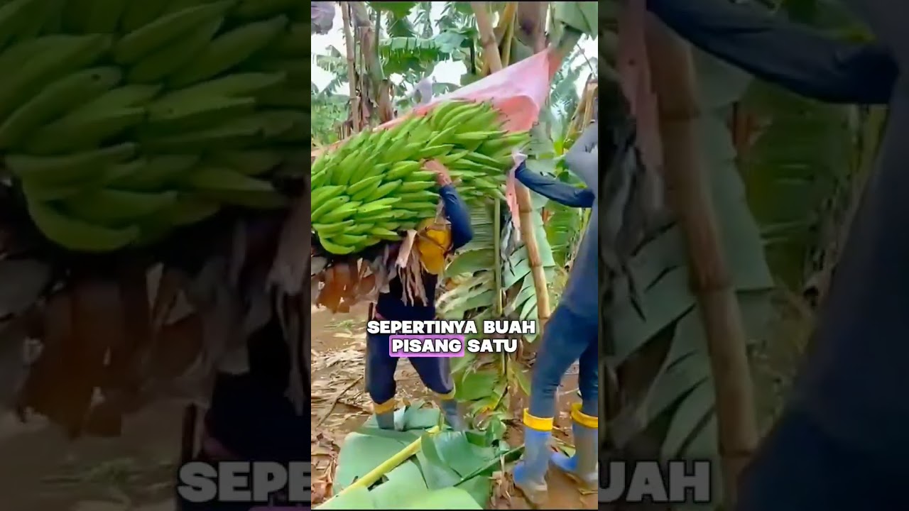 Panen buah pisang dengan ukuran dan bentuk yang unik