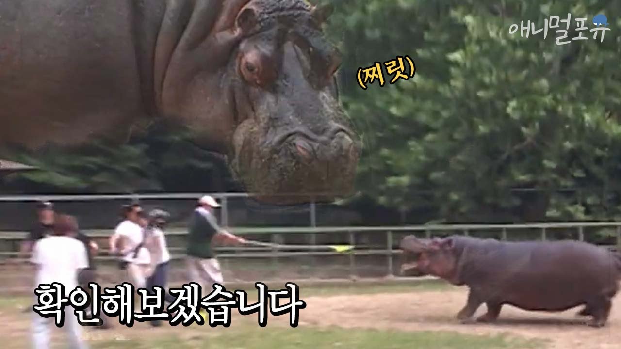 하마의 땀이 빨간색이다?!! 확인을 위해 하마 우리로 들어간 제작진들 ㅋㅋ｜KBS 주주클럽 050731 방송