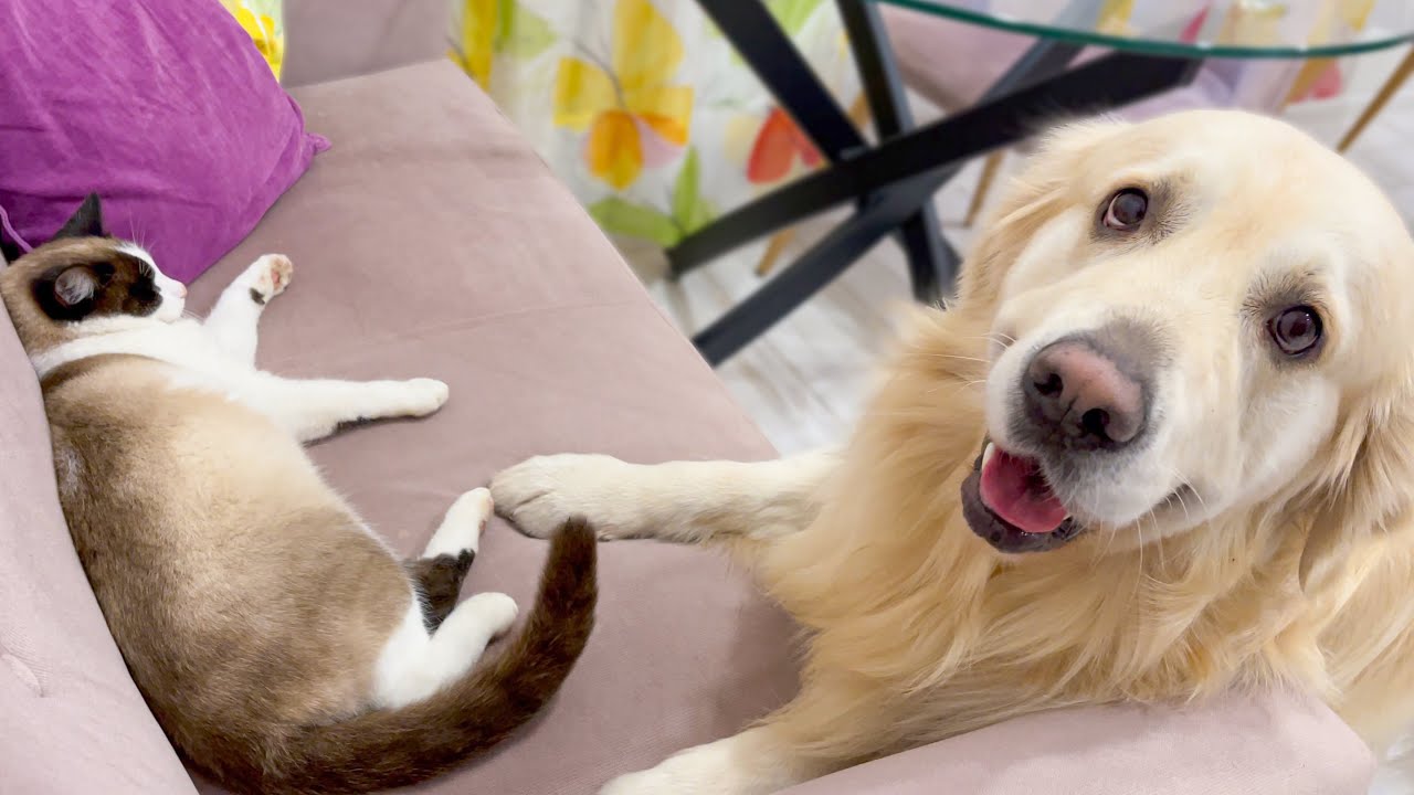 Golden Retriever Shocked by a Cat occupying the entire sofa