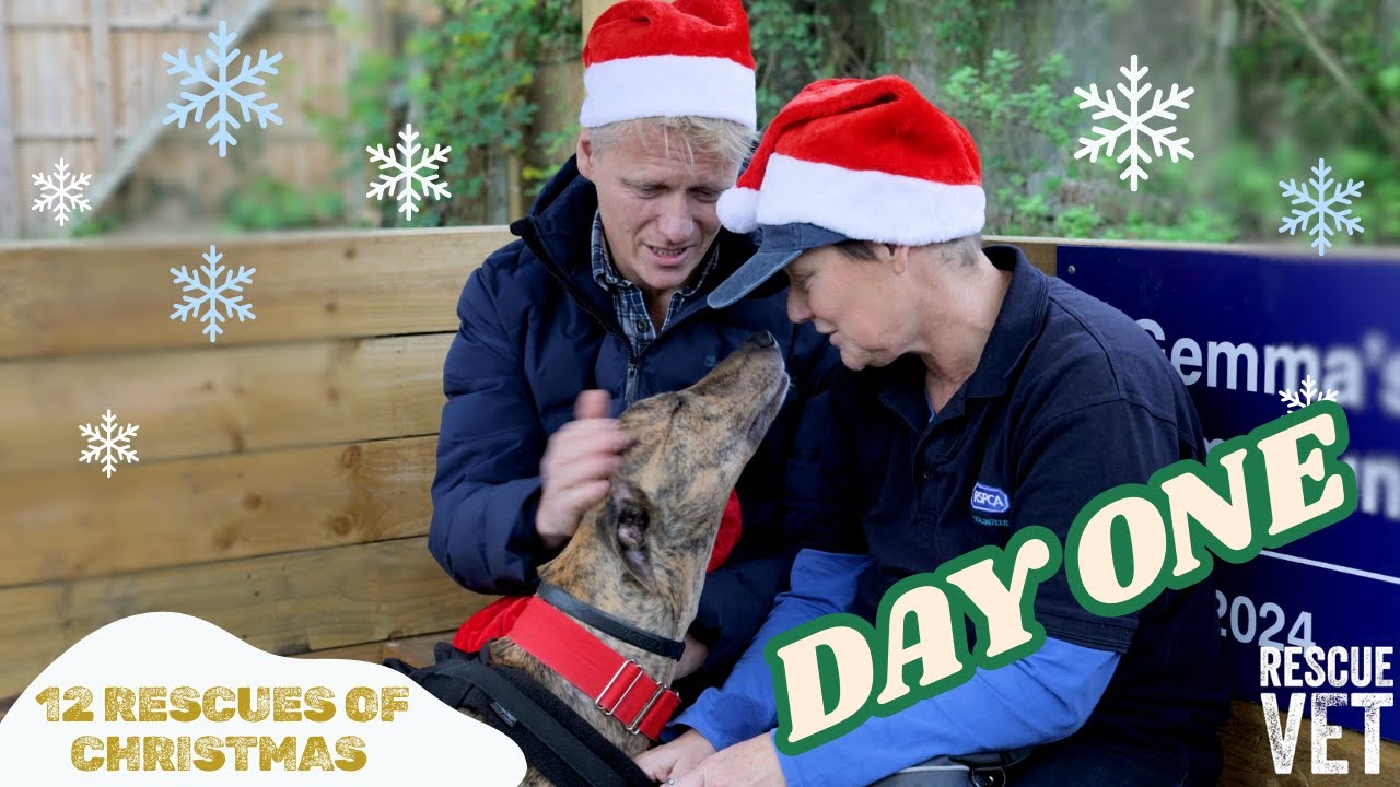 Dog spends 6th Christmas in rescue 🥺 | DAY 1: 12 RESCUES OF CHRISTMAS with Dr Scott Miller
