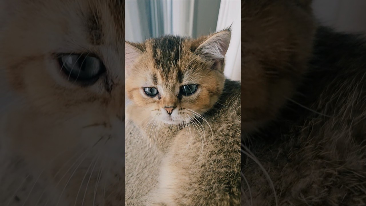 Das ist ja sooo goldig... 😻 #k&auml;tzchen #katzenaufyoutube #katzenalltag  #shortvideo