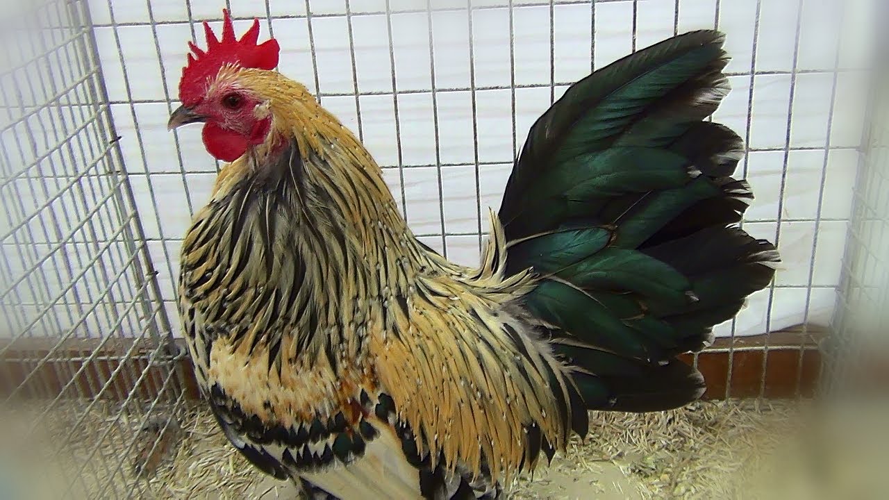 Poules et Coqs Sabelpoot